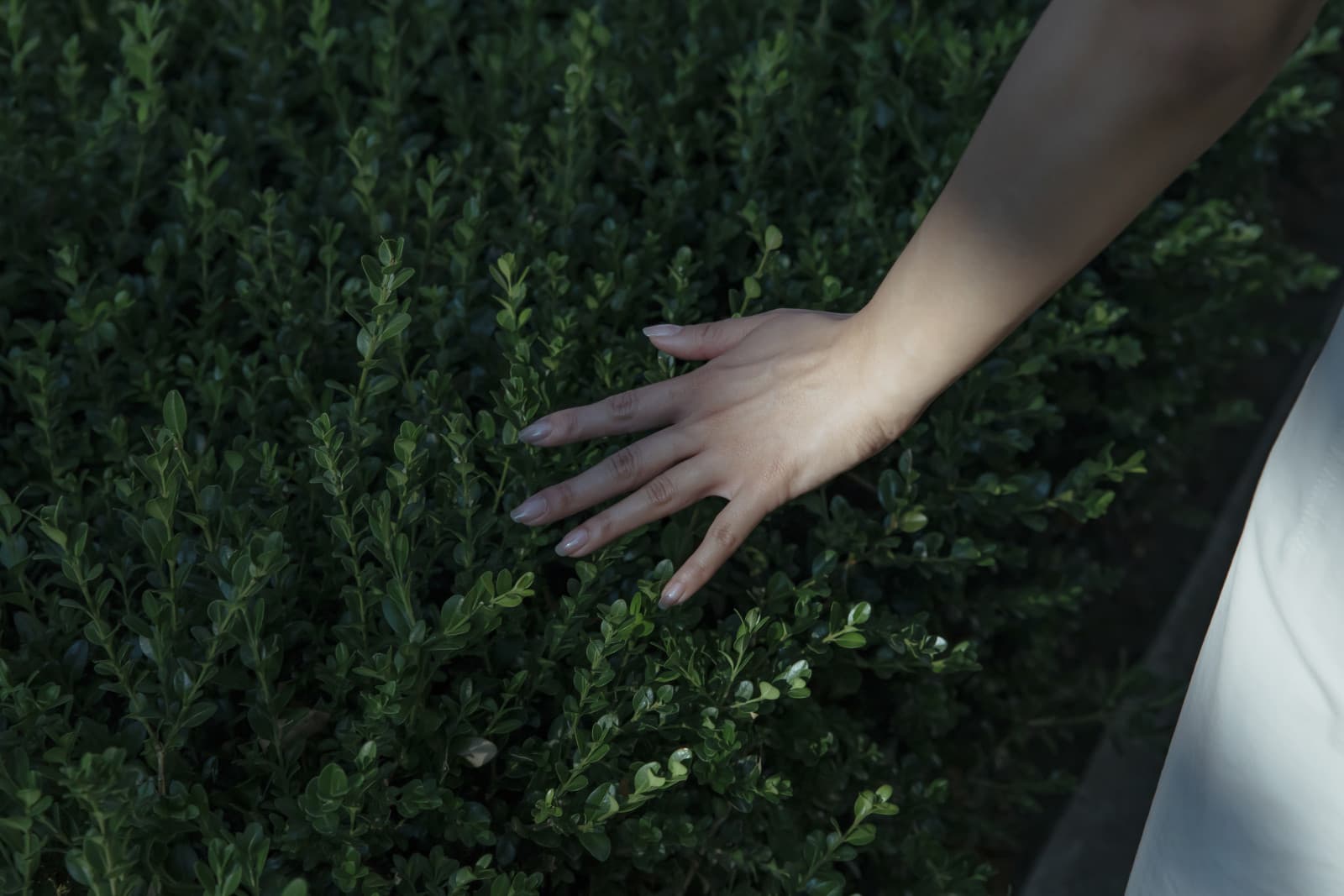 A hand with a soft, glossy manicure reaching into a boxwood hedge